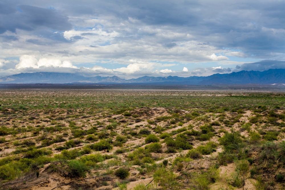 Charmission Donates 4000 trees in Tengger Desert